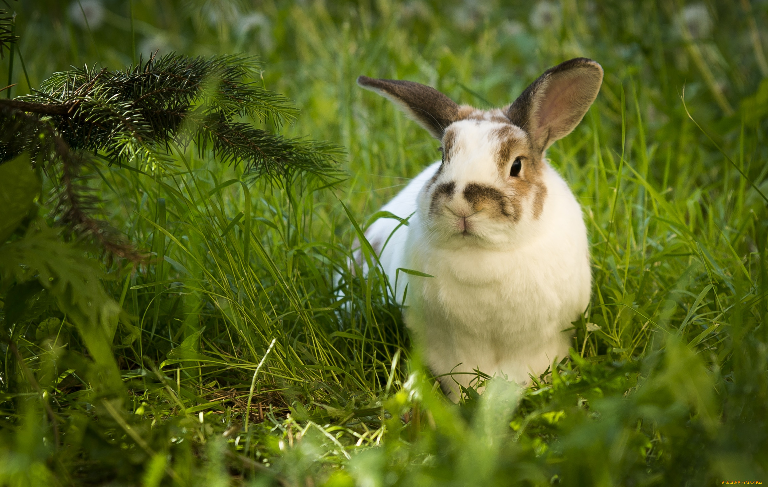 Заяц сразу. Кролики. Красивый кролик. Животные кролики. Заяц и кролик.